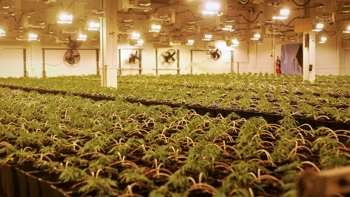 Man sieht CBD-Hanfpflanzen in quadratischen Töpfen aneinandergereiht. Im Hintergrund sind Ventilatoren zu sehen.